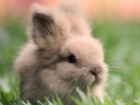 兔子吃瓜娱乐,揭秘娱乐圈的趣味瞬间